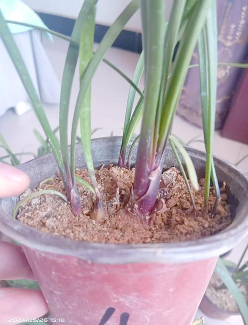水多烂根怎么处理，花老是烂根怎么回事，植物水多烂根的表现