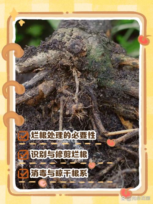 水多烂根怎么处理，花老是烂根怎么回事，植物水多烂根的表现-第2张图片-优品飞百科