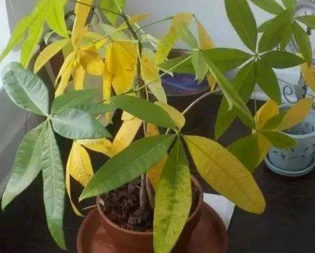 水多烂根怎么处理，花老是烂根怎么回事，植物水多烂根的表现-第3张图片-优品飞百科