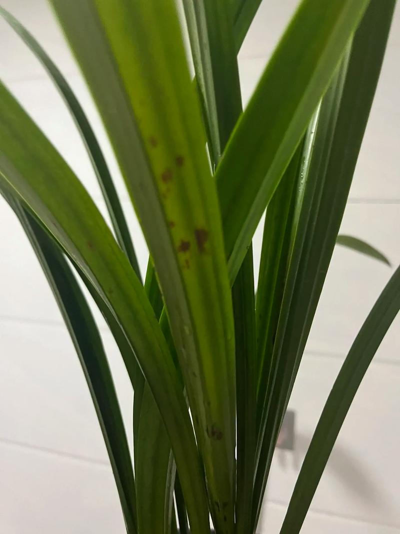 水多烂根怎么处理，花老是烂根怎么回事，植物水多烂根的表现-第8张图片-优品飞百科