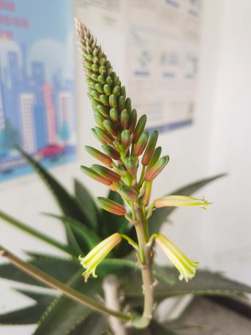 芦荟开花吗，芦荟开花吗图片欣赏？