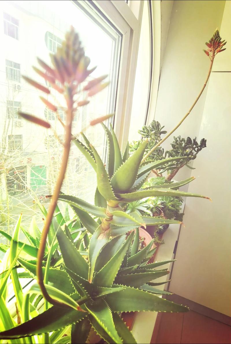芦荟开花吗,芦荟开花吗图片欣赏?-第2张图片-优品飞百科 芦荟开花吗,芦荟开花吗图片欣赏?-第2张图片-优品飞百科