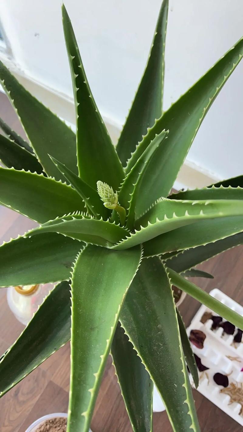 芦荟开花吗,芦荟开花吗图片欣赏?-第3张图片-优品飞百科 芦荟开花吗,芦荟开花吗图片欣赏?-第3张图片-优品飞百科