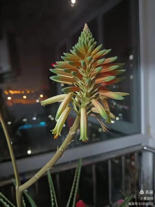 芦荟开花吗,芦荟开花吗图片欣赏?-第4张图片-优品飞百科 芦荟开花吗,芦荟开花吗图片欣赏?-第4张图片-优品飞百科