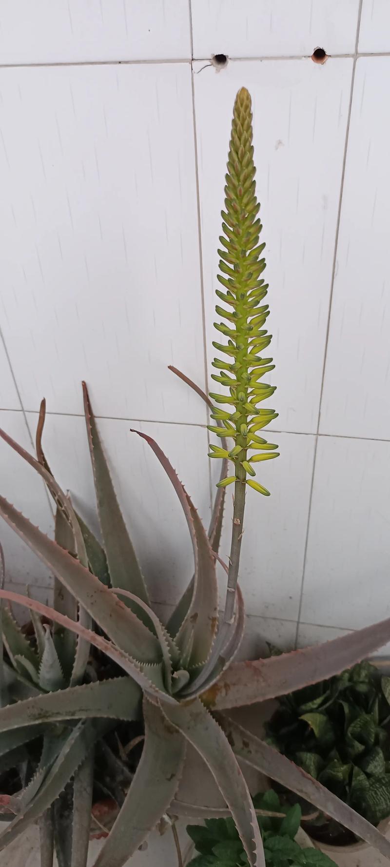 芦荟开花吗,芦荟开花吗图片欣赏?-第6张图片-优品飞百科 芦荟开花吗,芦荟开花吗图片欣赏?-第6张图片-优品飞百科