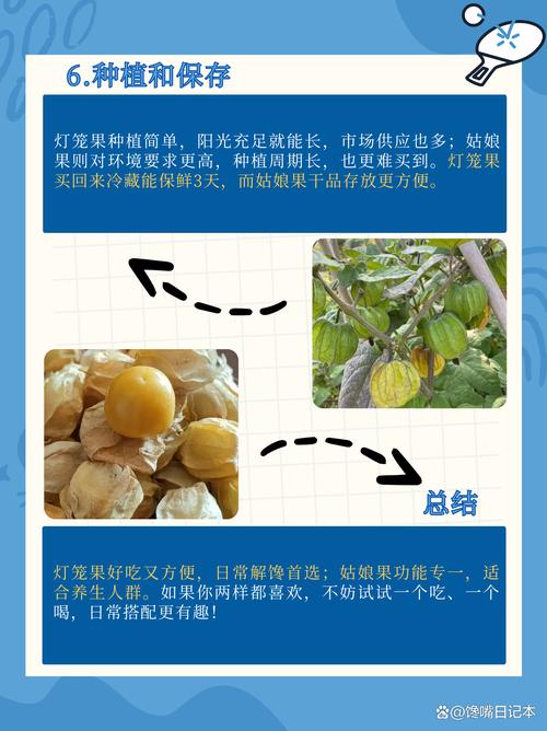 灯笼果和姑娘果的区别，灯笼果和姑娘果的区别 两种水果是一样的吗？