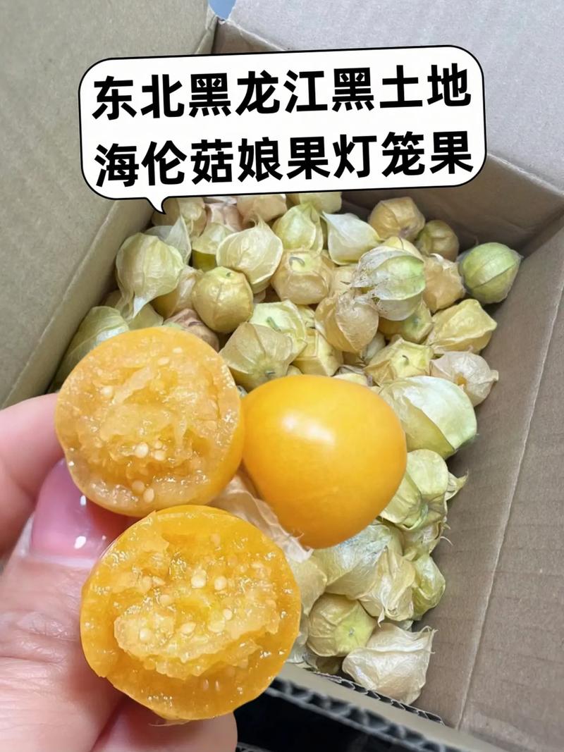 灯笼果和姑娘果的区别,灯笼果和姑娘果的区别 两种水果是一样的吗?-第3张图片-优品飞百科 灯笼果和姑娘果的区别,灯笼果和姑娘果的区别 两种水果是一样的吗?-第3张图片-优品飞百科