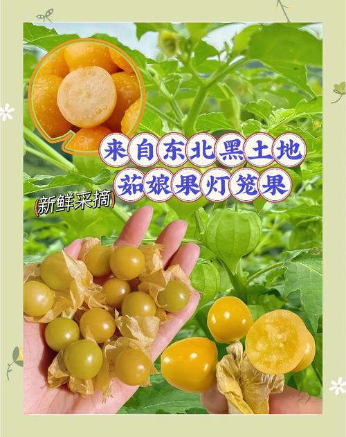 灯笼果和姑娘果的区别,灯笼果和姑娘果的区别 两种水果是一样的吗?-第4张图片-优品飞百科 灯笼果和姑娘果的区别,灯笼果和姑娘果的区别 两种水果是一样的吗?-第4张图片-优品飞百科