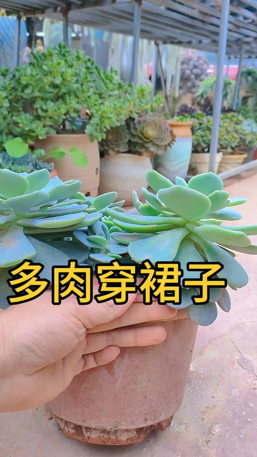 多肉明镜怎么养，多肉法师明镜
