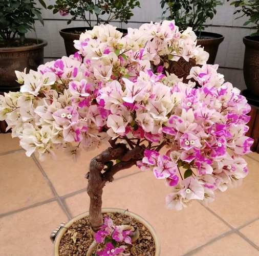 “三角梅”不开花可急死人的简单介绍-第2张图片-优品飞百科