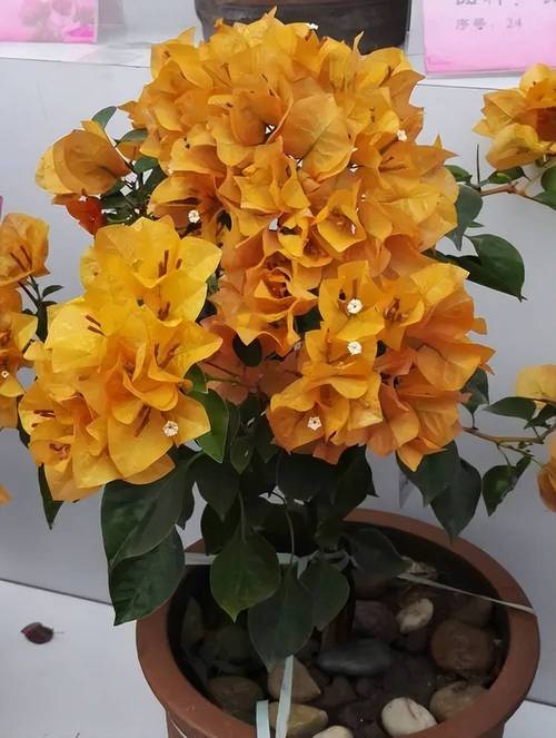 “三角梅”不开花可急死人的简单介绍-第3张图片-优品飞百科