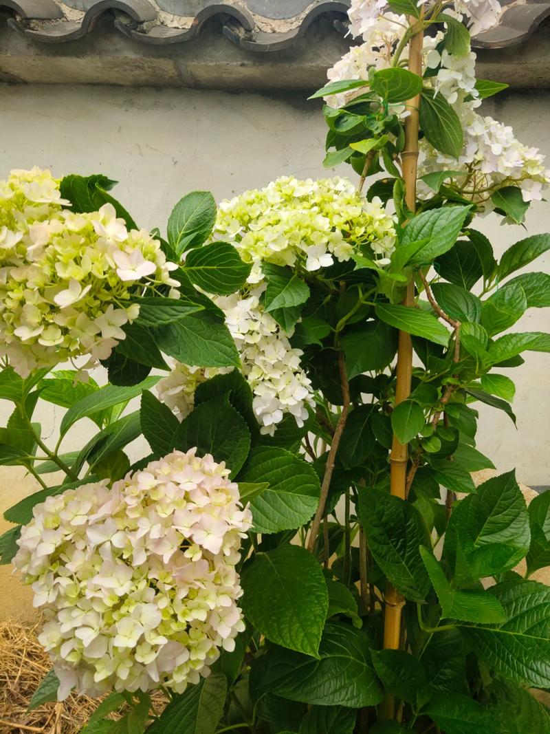 “三角梅”不开花可急死人的简单介绍-第4张图片-优品飞百科