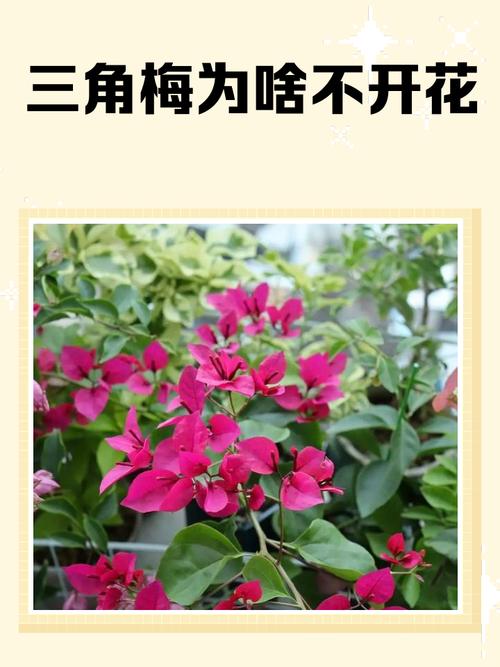 “三角梅”不开花可急死人的简单介绍-第5张图片-优品飞百科