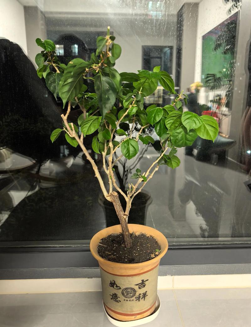 “三角梅”不开花可急死人的简单介绍-第6张图片-优品飞百科