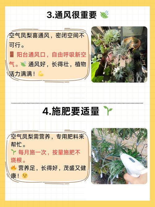 观赏凤梨不会繁殖，凤梨怎么繁殖后代？-第2张图片-优品飞百科