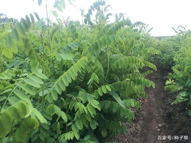 紫穗槐的养殖方法和注意事项？紫穗槐的果实图片？