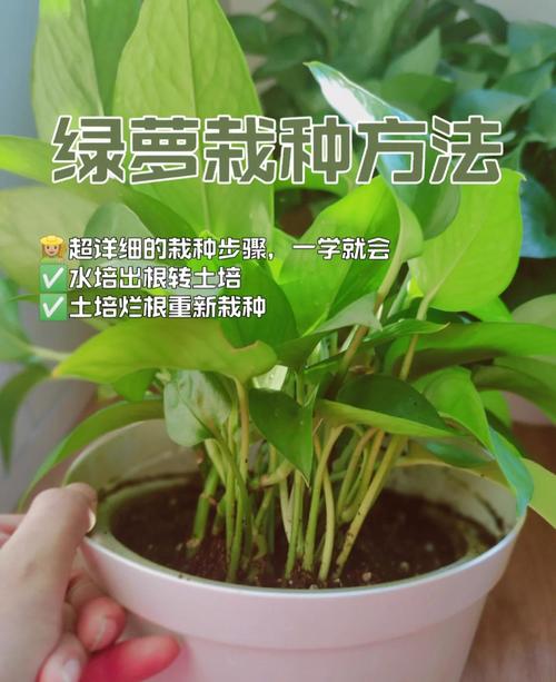 刚剪下来的绿萝怎么办？刚剪下来的绿萝应该怎样土培？
