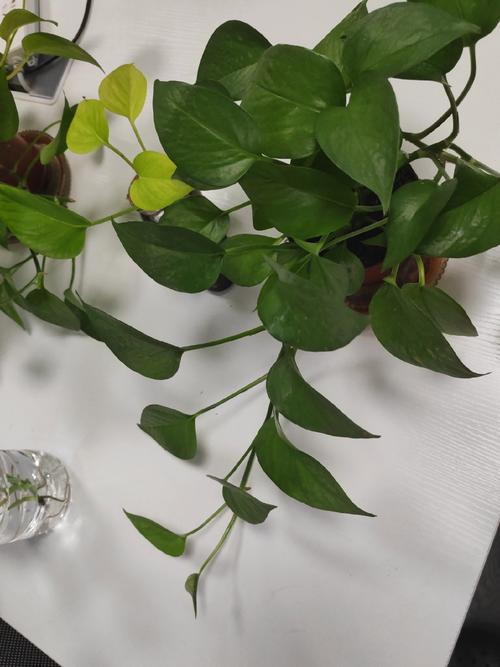 刚剪下来的绿萝怎么办？刚剪下来的绿萝应该怎样土培？-第3张图片-优品飞百科