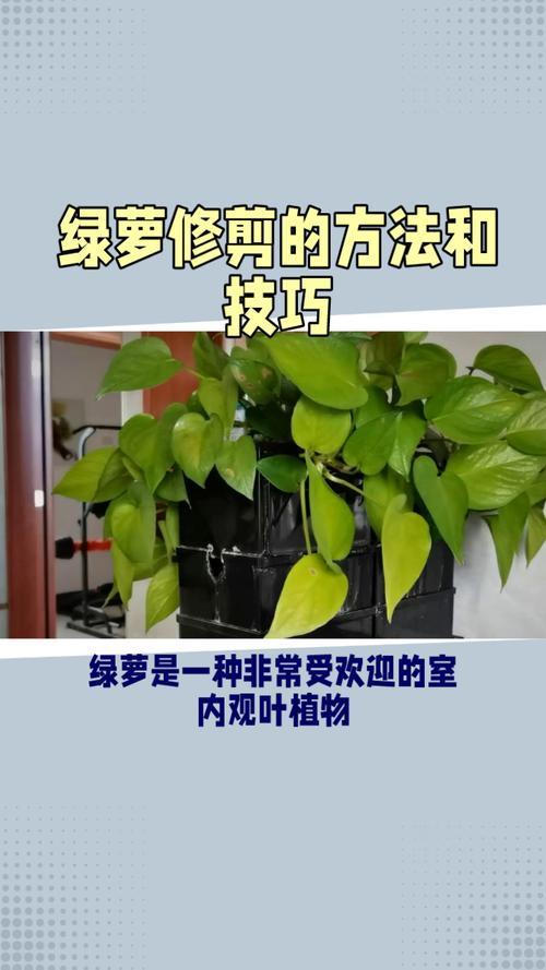 刚剪下来的绿萝怎么办？刚剪下来的绿萝应该怎样土培？-第5张图片-优品飞百科