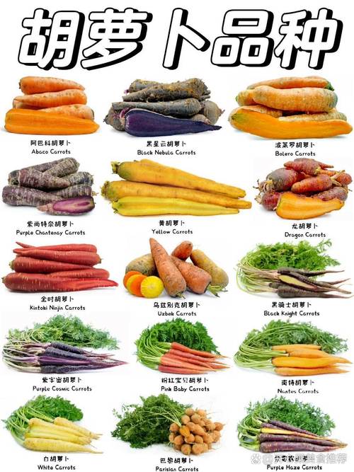 胡萝卜的常见品种，胡萝卜分几种类型-第3张图片-优品飞百科