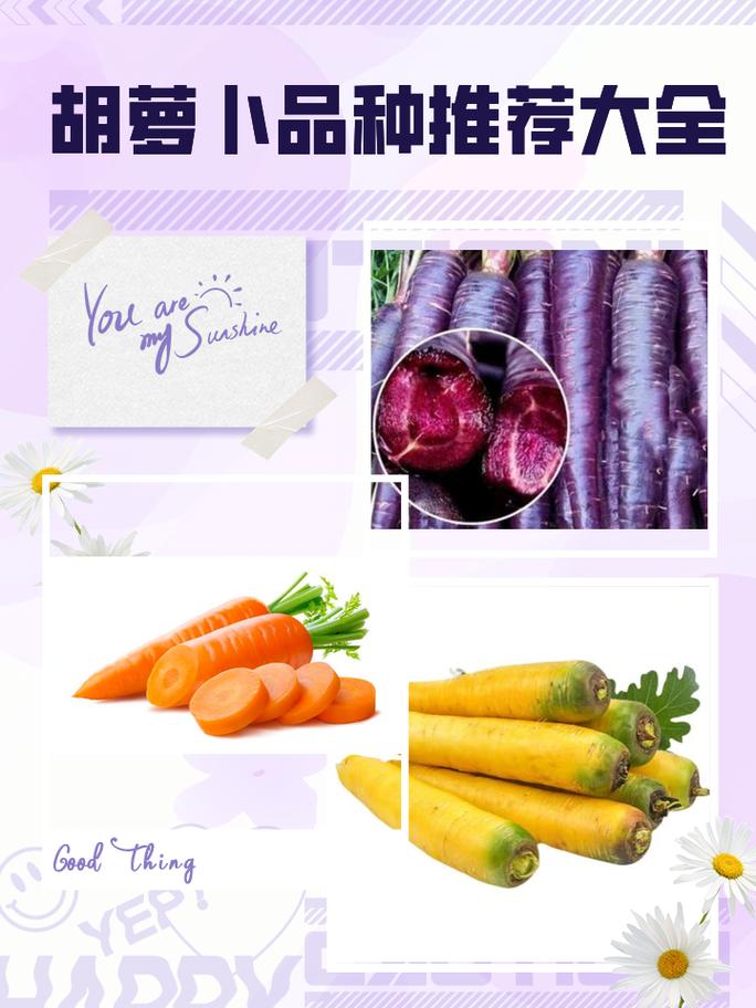 胡萝卜的常见品种，胡萝卜分几种类型-第4张图片-优品飞百科