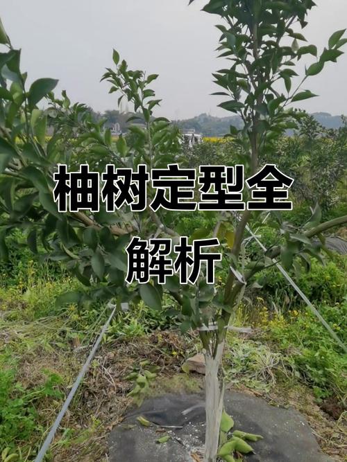 沙田柚的养殖方法和注意事项，沙田柚的种植技术和栽培管理要点？