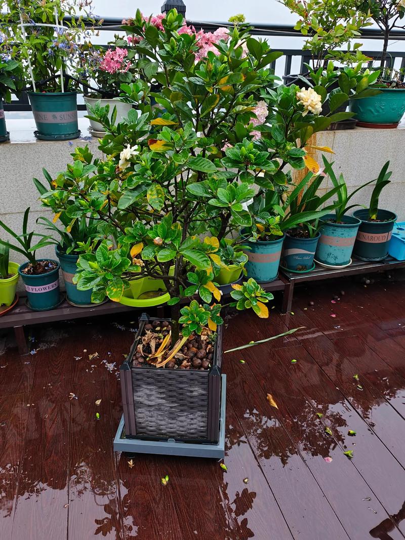 栀子花掉花苞是怎么回事，栀子花掉花苞是怎么回事儿