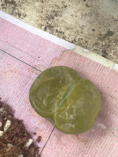 生石花如何水培生根？生石花怎么水培发根？