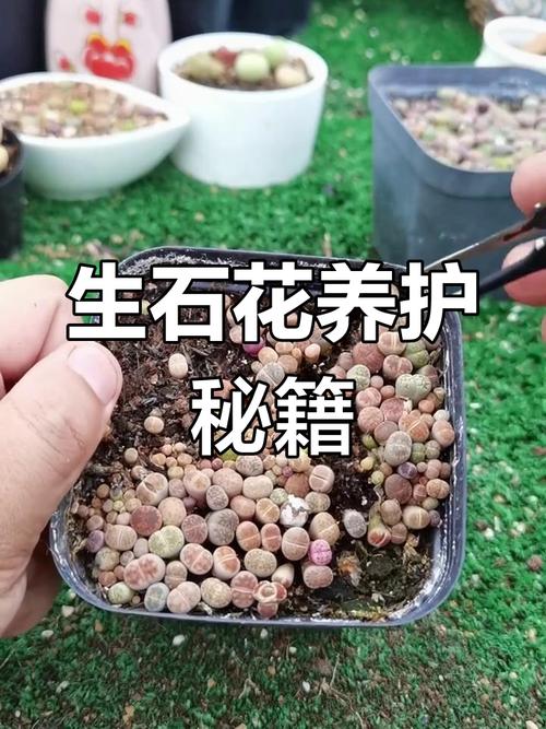 生石花如何水培生根？生石花怎么水培发根？-第3张图片-优品飞百科