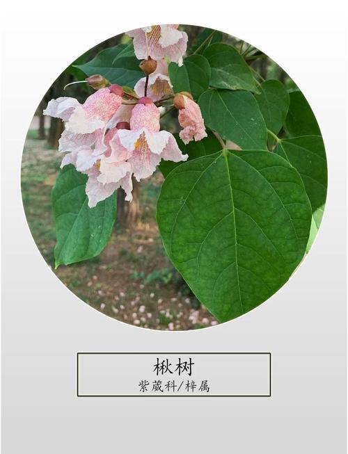 楸树的养殖方法?楸树怎样管理长得快?-第2张图片-优品飞百科 楸树的养殖方法?楸树怎样管理长得快?-第2张图片-优品飞百科