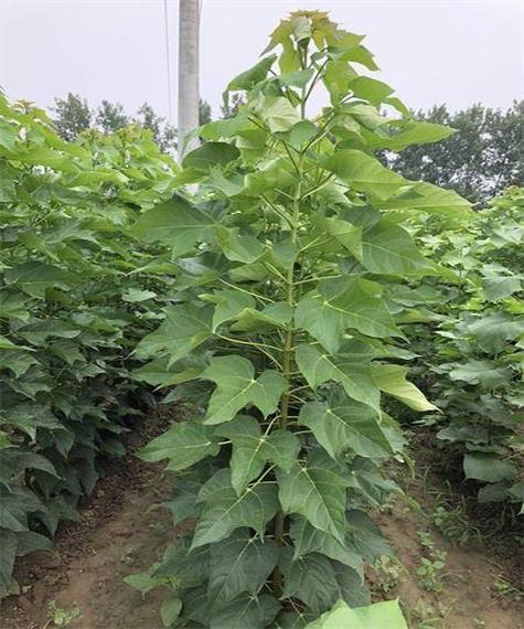 楸树的养殖方法?楸树怎样管理长得快?-第3张图片-优品飞百科 楸树的养殖方法?楸树怎样管理长得快?-第3张图片-优品飞百科