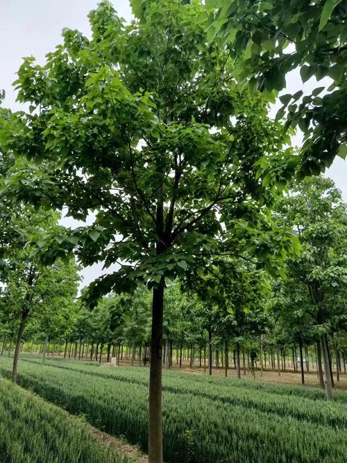 楸树的养殖方法?楸树怎样管理长得快?-第4张图片-优品飞百科 楸树的养殖方法?楸树怎样管理长得快?-第4张图片-优品飞百科