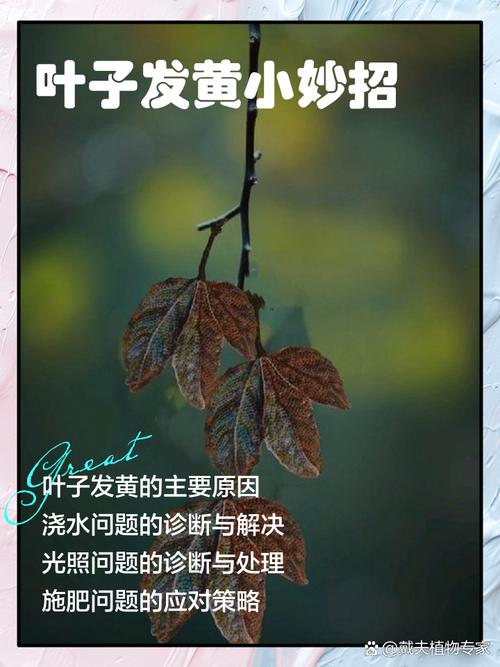旱伞草烂根怎么办？旱伞草黄叶怎么办？
