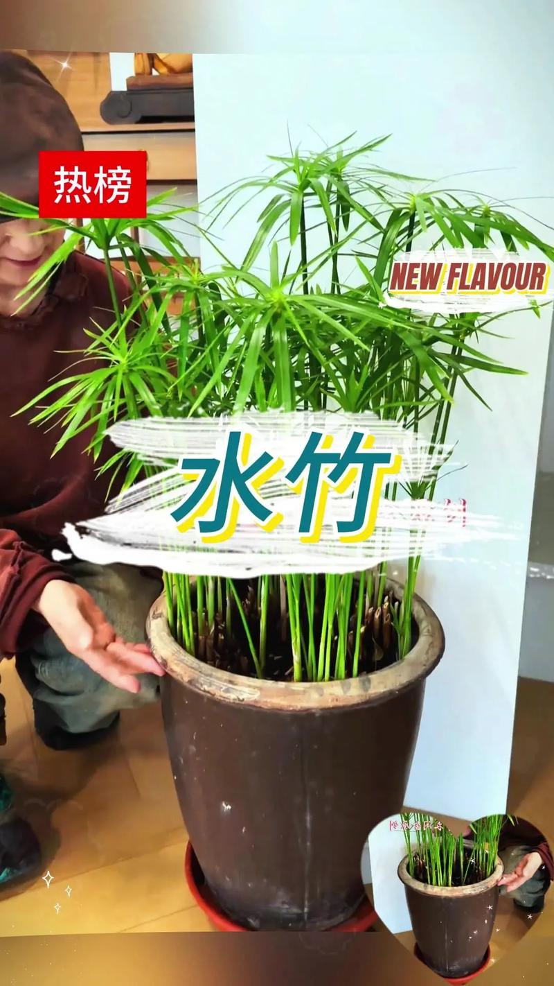 旱伞草烂根怎么办？旱伞草黄叶怎么办？-第2张图片-优品飞百科