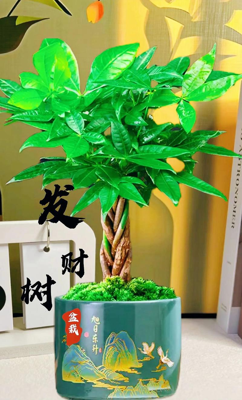 这“4种”旺运树，养在家里样子好，比“发财树”强好几倍！的简单介绍-第4张图片-优品飞百科