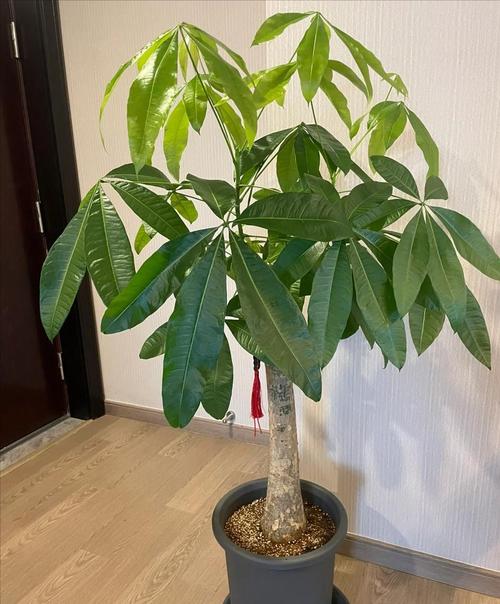 这“4种”旺运树，养在家里样子好，比“发财树”强好几倍！的简单介绍-第6张图片-优品飞百科