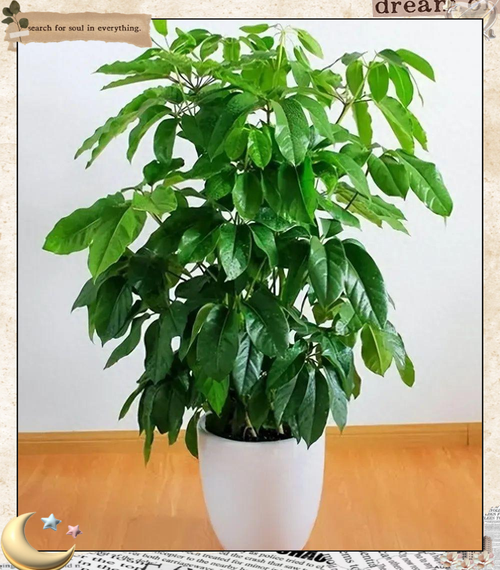 这“4种”旺运树，养在家里样子好，比“发财树”强好几倍！的简单介绍-第8张图片-优品飞百科