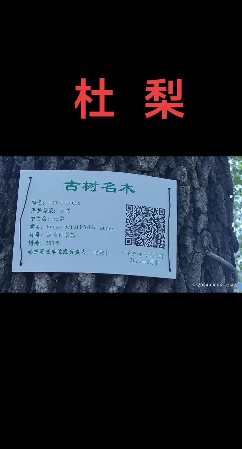 梨树有哪些作用，梨子树的作用？