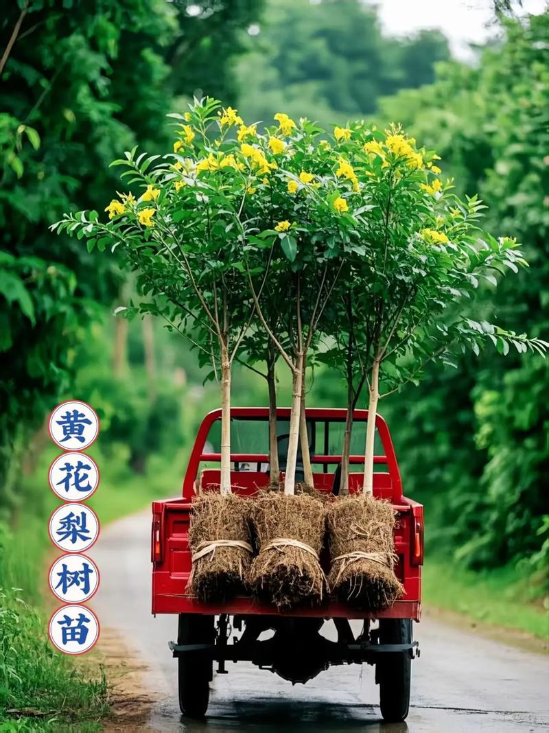 梨树有哪些作用，梨子树的作用？-第8张图片-优品飞百科
