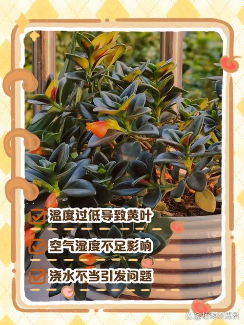 银边吊兰叶子发黄怎么办？银边吊兰叶尖干枯？
