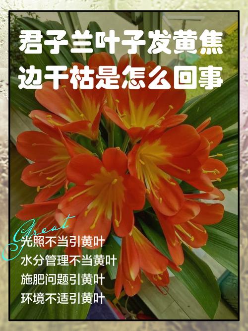 银边吊兰叶子发黄怎么办？银边吊兰叶尖干枯？-第2张图片-优品飞百科