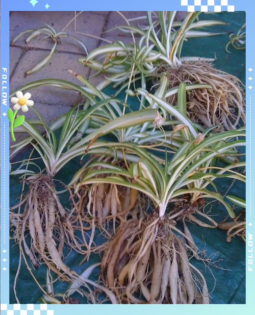 银边吊兰叶子发黄怎么办？银边吊兰叶尖干枯？-第3张图片-优品飞百科