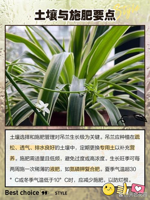 银边吊兰叶子发黄怎么办？银边吊兰叶尖干枯？-第4张图片-优品飞百科