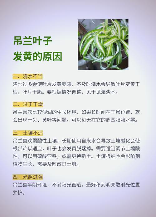 银边吊兰叶子发黄怎么办？银边吊兰叶尖干枯？-第5张图片-优品飞百科