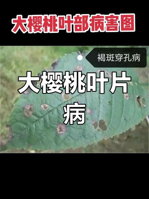 毛樱桃的病害防治，毛樱桃的果实能吃吗-第2张图片-优品飞百科