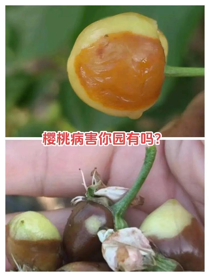 毛樱桃的病害防治，毛樱桃的果实能吃吗-第3张图片-优品飞百科