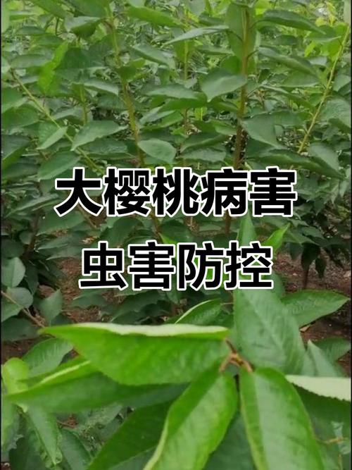 毛樱桃的病害防治，毛樱桃的果实能吃吗-第4张图片-优品飞百科