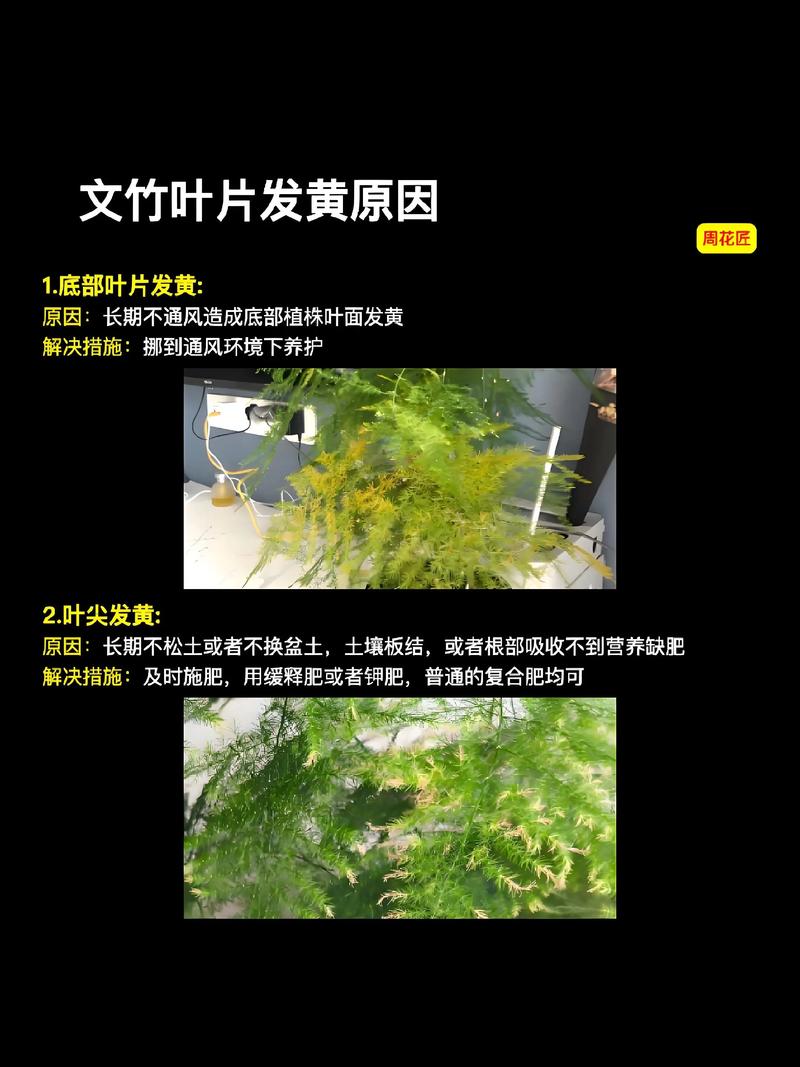 文竹和富贵竹的区别？文竹,富贵竹,观音竹能一起养吗？-第3张图片-优品飞百科