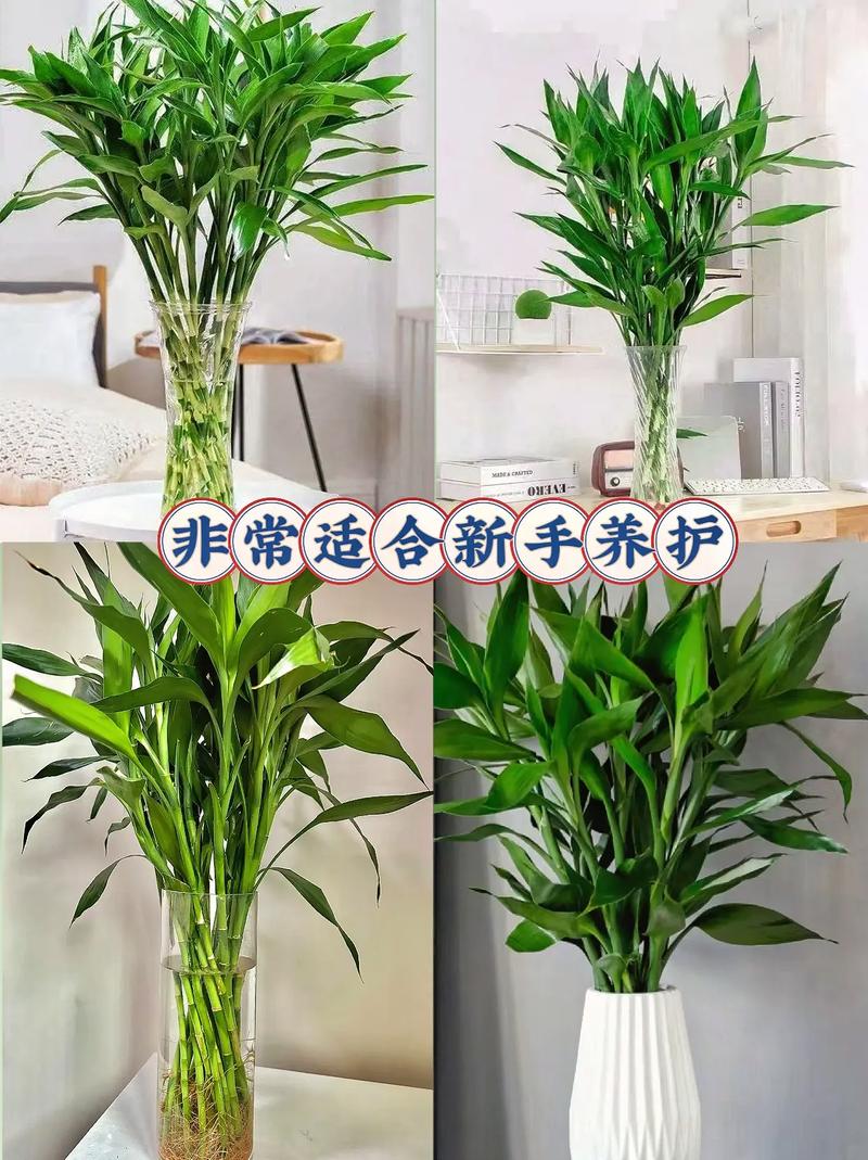 文竹和富贵竹的区别？文竹,富贵竹,观音竹能一起养吗？-第4张图片-优品飞百科
