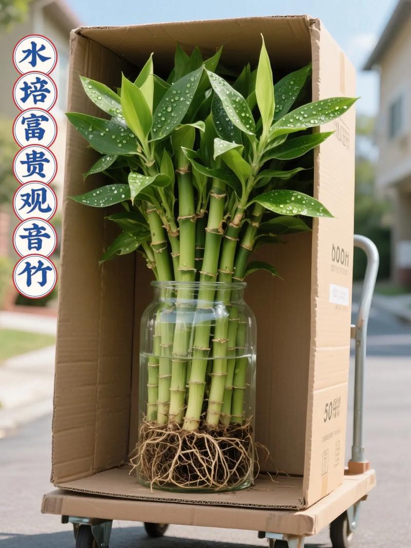 文竹和富贵竹的区别？文竹,富贵竹,观音竹能一起养吗？-第5张图片-优品飞百科